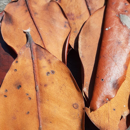 Mangrove Mix Size Dried Leaves
