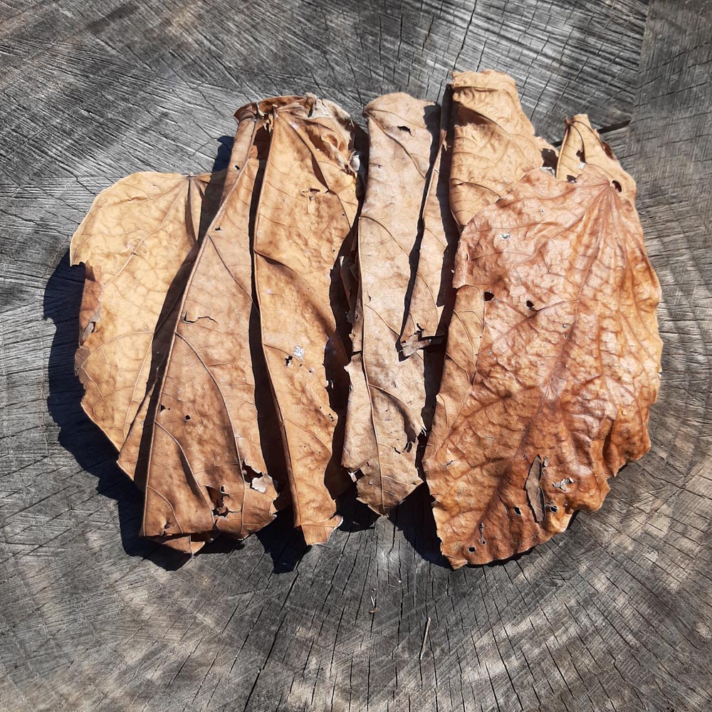 Mahogani Mix Size Dried Leaves