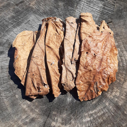 Mahogani Mix Size Dried Leaves