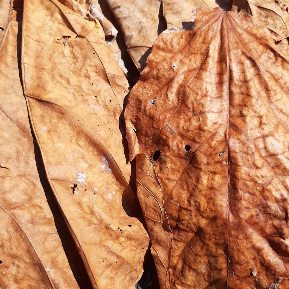 Mahogani Mix Size Dried Leaves