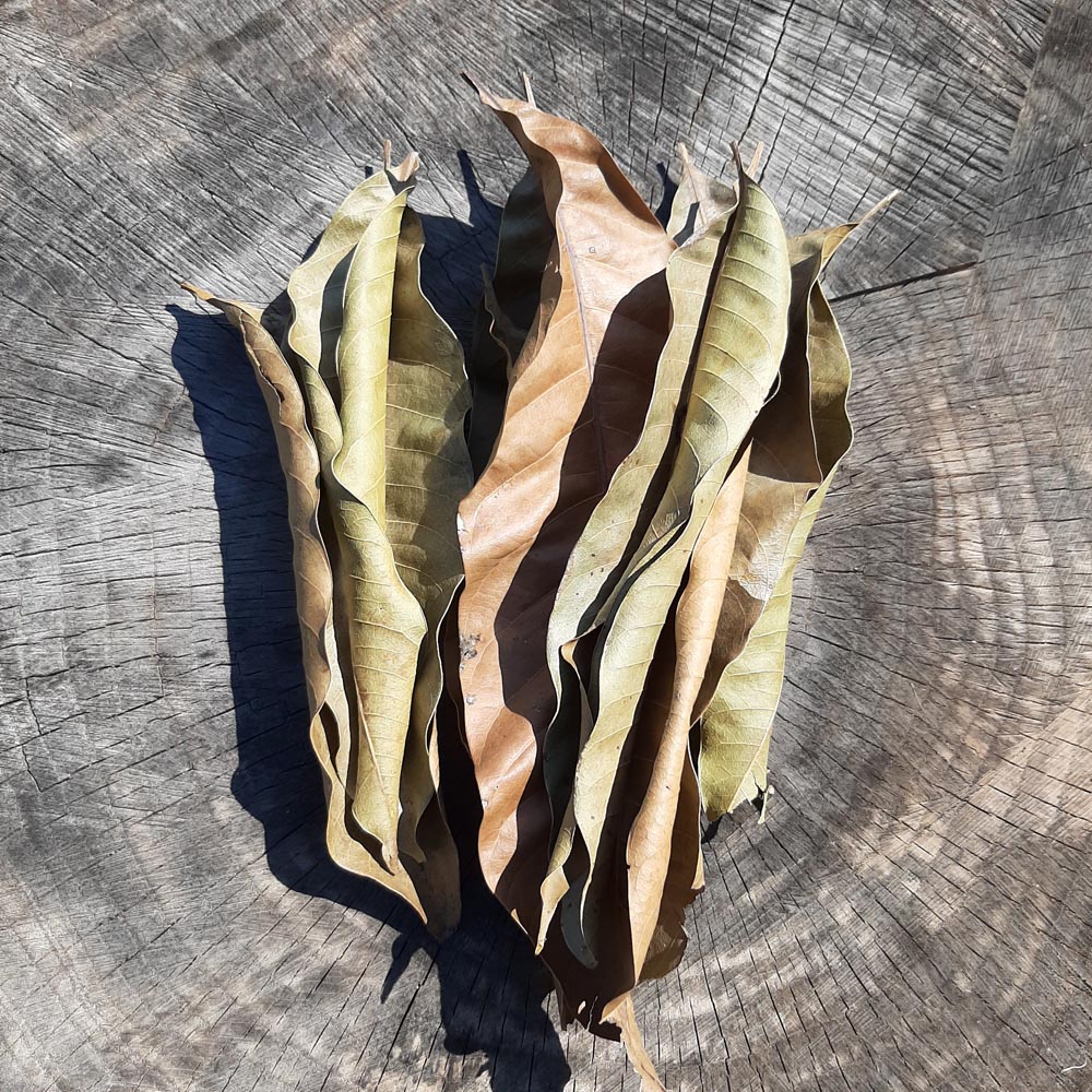 Mango Dried Big Leaves