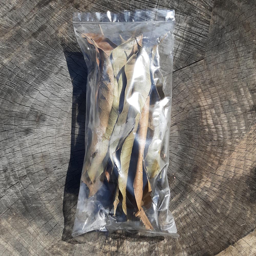 Mango Dried Big Leaves