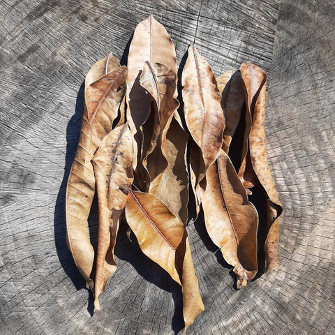 Mango Dried Small Leaves
