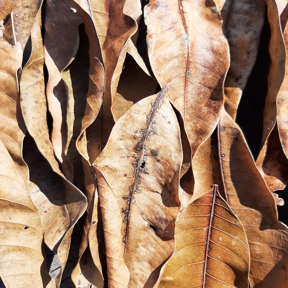 Mango Dried Small Leaves