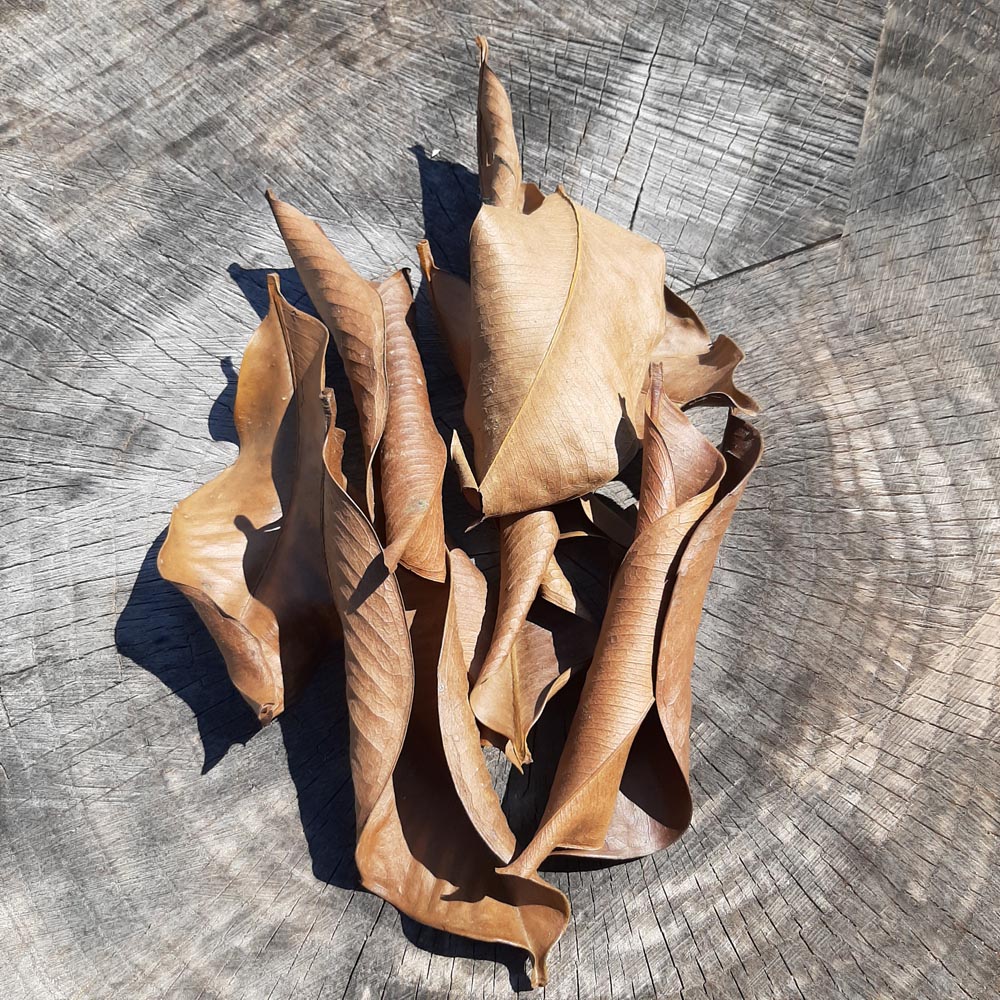 Mangus Dried Mix Size Leaves