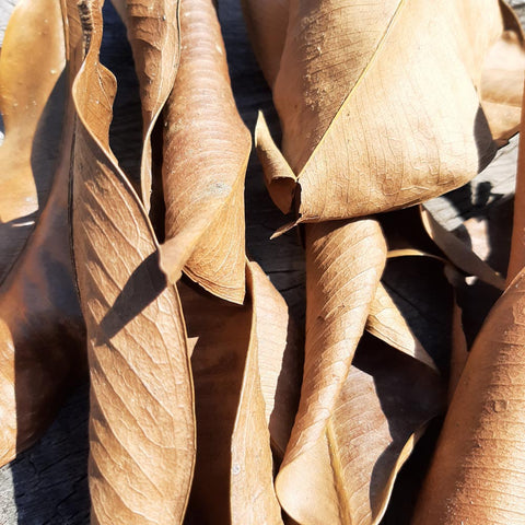 Mangus Dried Mix Size Leaves