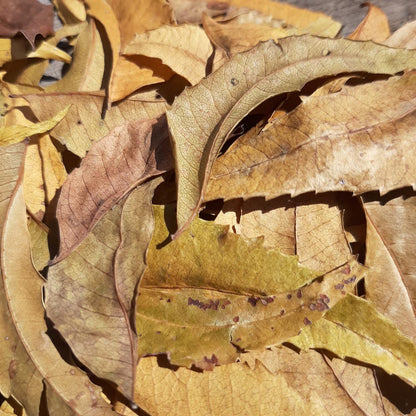 Neem ( Kohomba ) Mix Size Dried Leave
