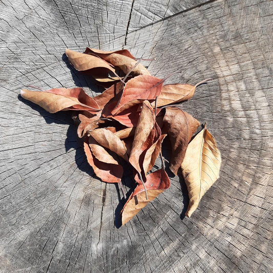 Veralu ( Ceylon Olive ) Mix Size Dried Leaves