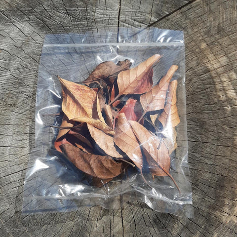 Veralu ( Ceylon Olive ) Mix Size Dried Leaves