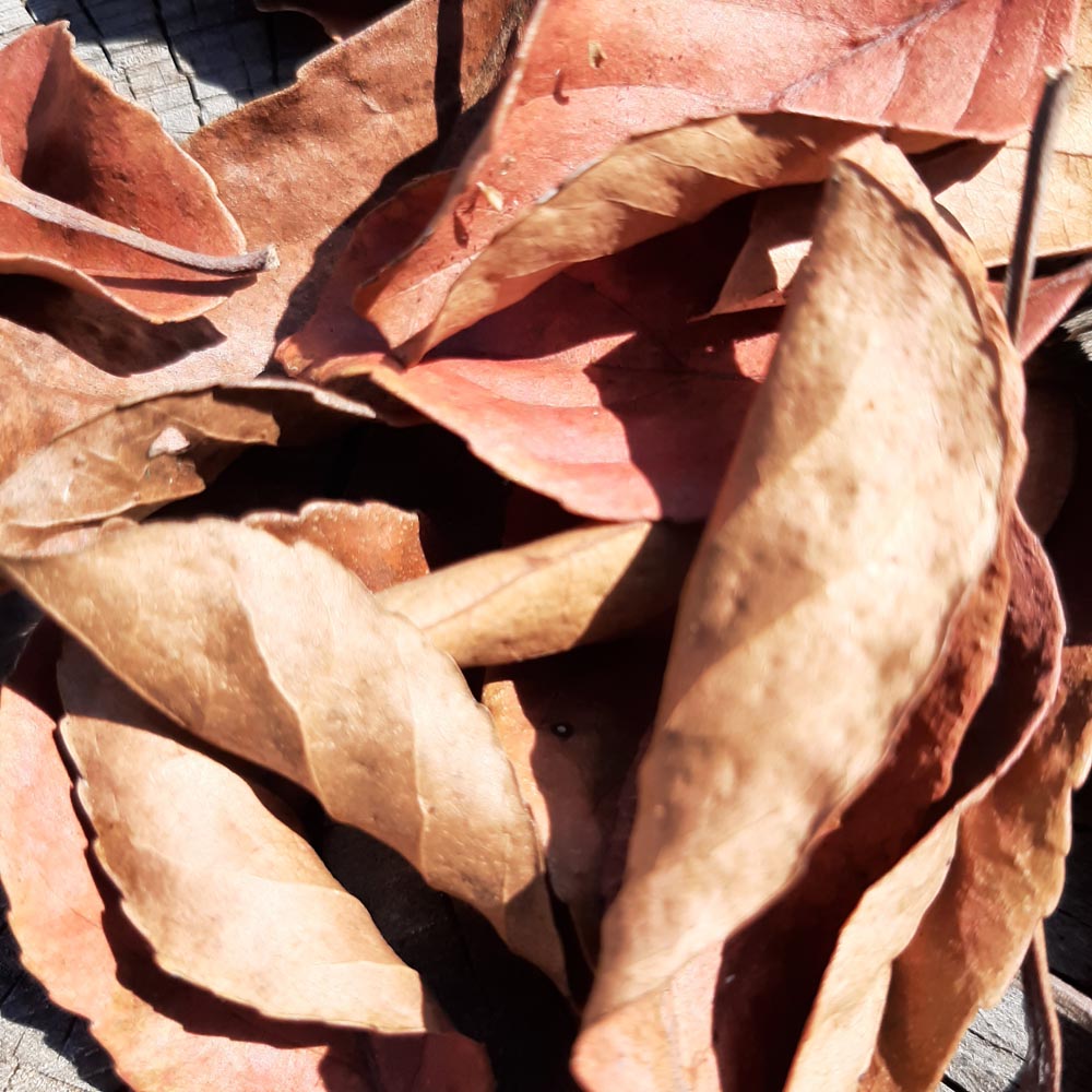 Veralu ( Ceylon Olive ) Mix Size Dried Leaves