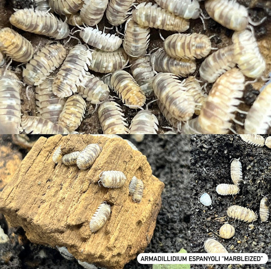 ISOPOD ARMADILLIDIUM ESPANYOLI "MARBLEIZED" (10 COUNT)