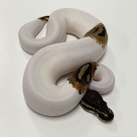 PYTHON BALL 1.0 PIED POSSIBLE HET MAPLE 2021