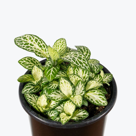 3.5" Fittonia white Anne "nerve plant"