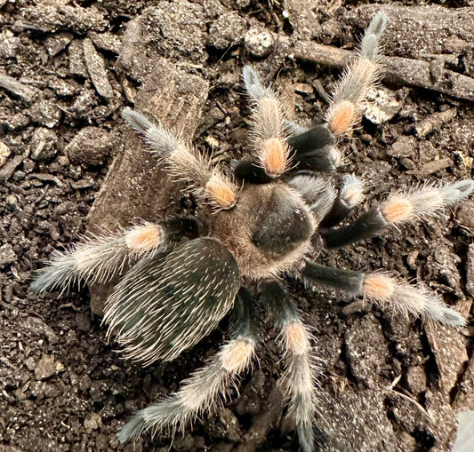 TARANTULA, BRACHYPELMA HAMORII "MEXICAN RED KNEE" (0.25")