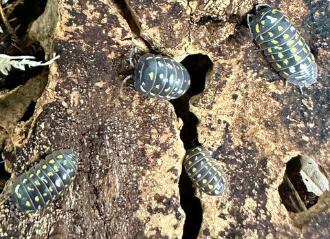 ISOPOD ARMADILLIDIUM FRONTETRIANGULUM "CORFU" (10 PACK)