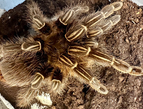 TARANTULA, APHONOPELMA SEEMANNI "COSTA RICAN ZEBRA STRIPE KNEE" (4-6")