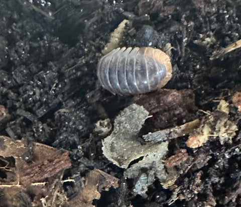 ISOPOD CUBARIS SP. "MIYAKO" (10 COUNT)