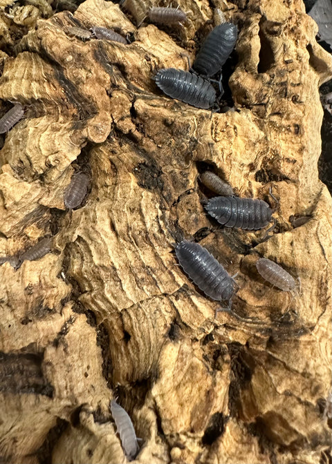 ISOPOD PORCELLIO SCABER "ROUGH WILDTYPE" (12 pack)