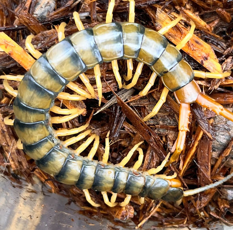 CENTIPEDE, ETHMOSTIGMUS TRIGONOPODUS "BLUE RINGED" (4-5")