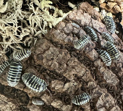 ISOPOD ARMADILLIDIUM MACULATUM "YELLOW ZEBRA" (10 COUNT)