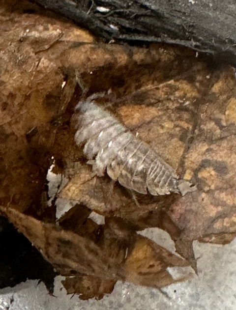 ISOPOD TRACHELIPUS RATHKII "RATHKE'S WOODLOUSE" (15 COUNT)