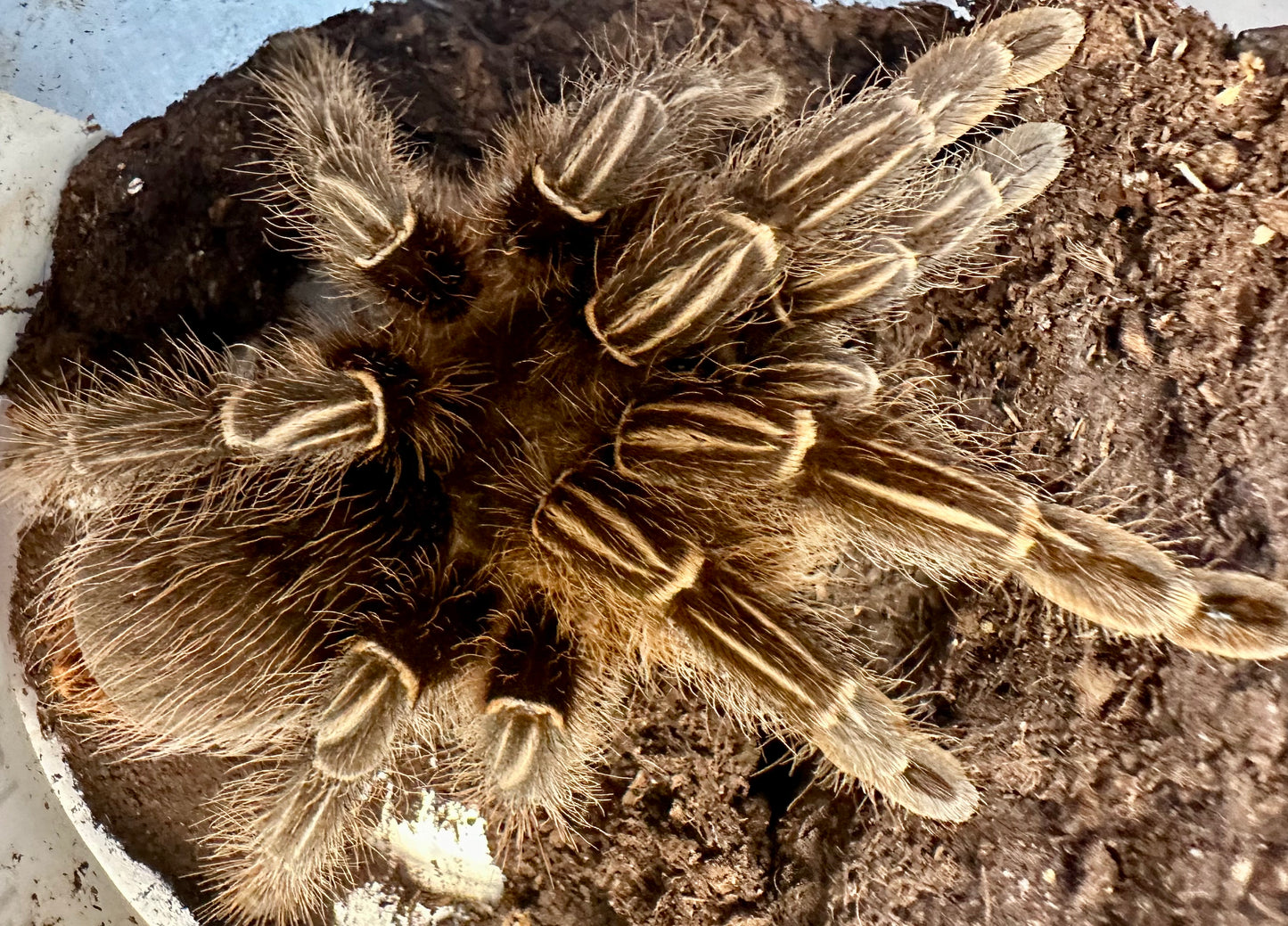 TARANTULA, APHONOPELMA SEEMANNI "COSTA RICAN ZEBRA STRIPE KNEE" (4-6")