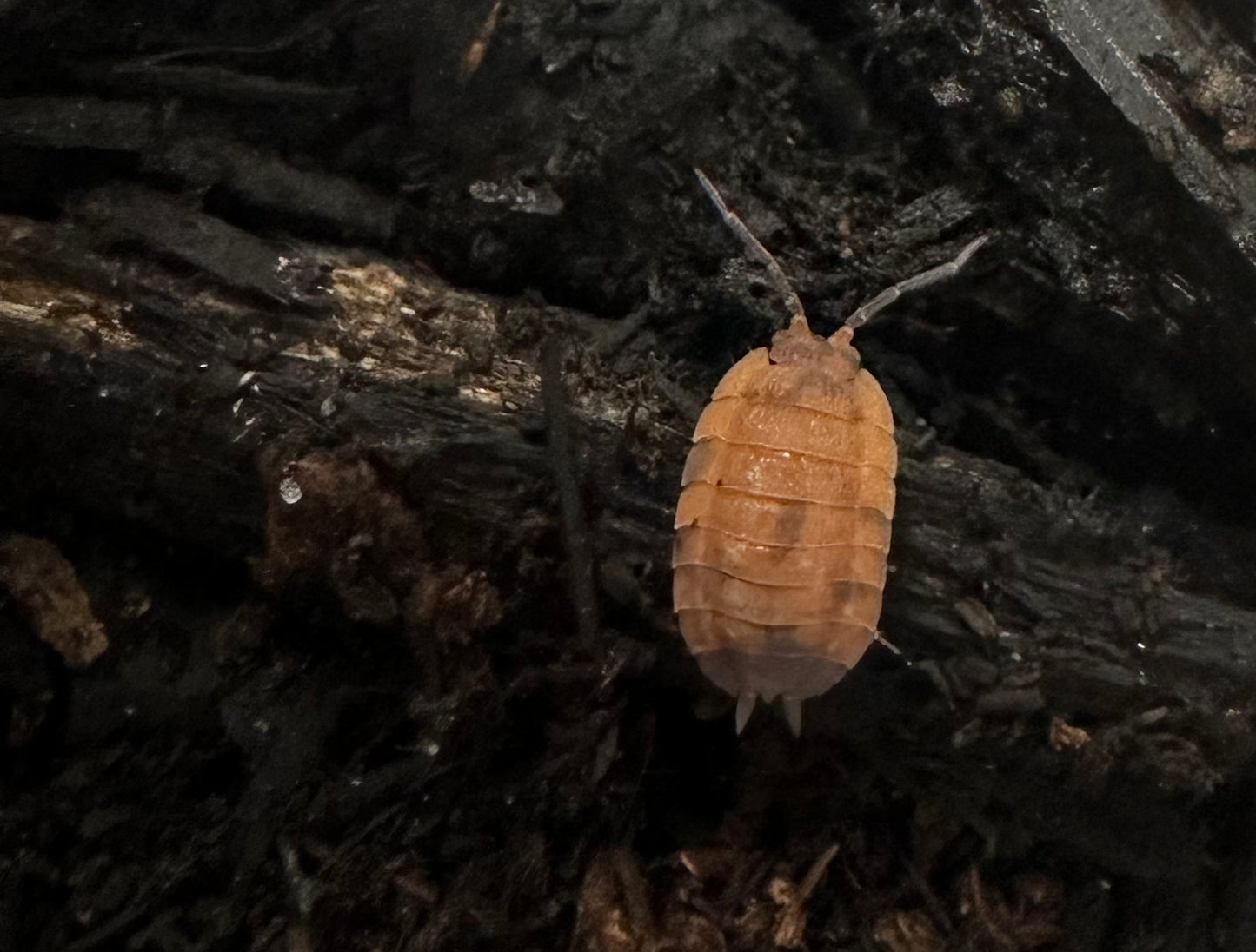 ISOPOD PORCELLIO SCABER "LAVA" (10 COUNT)