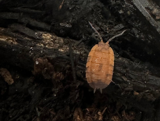 ISOPOD PORCELLIO SCABER "LAVA" (10 COUNT)