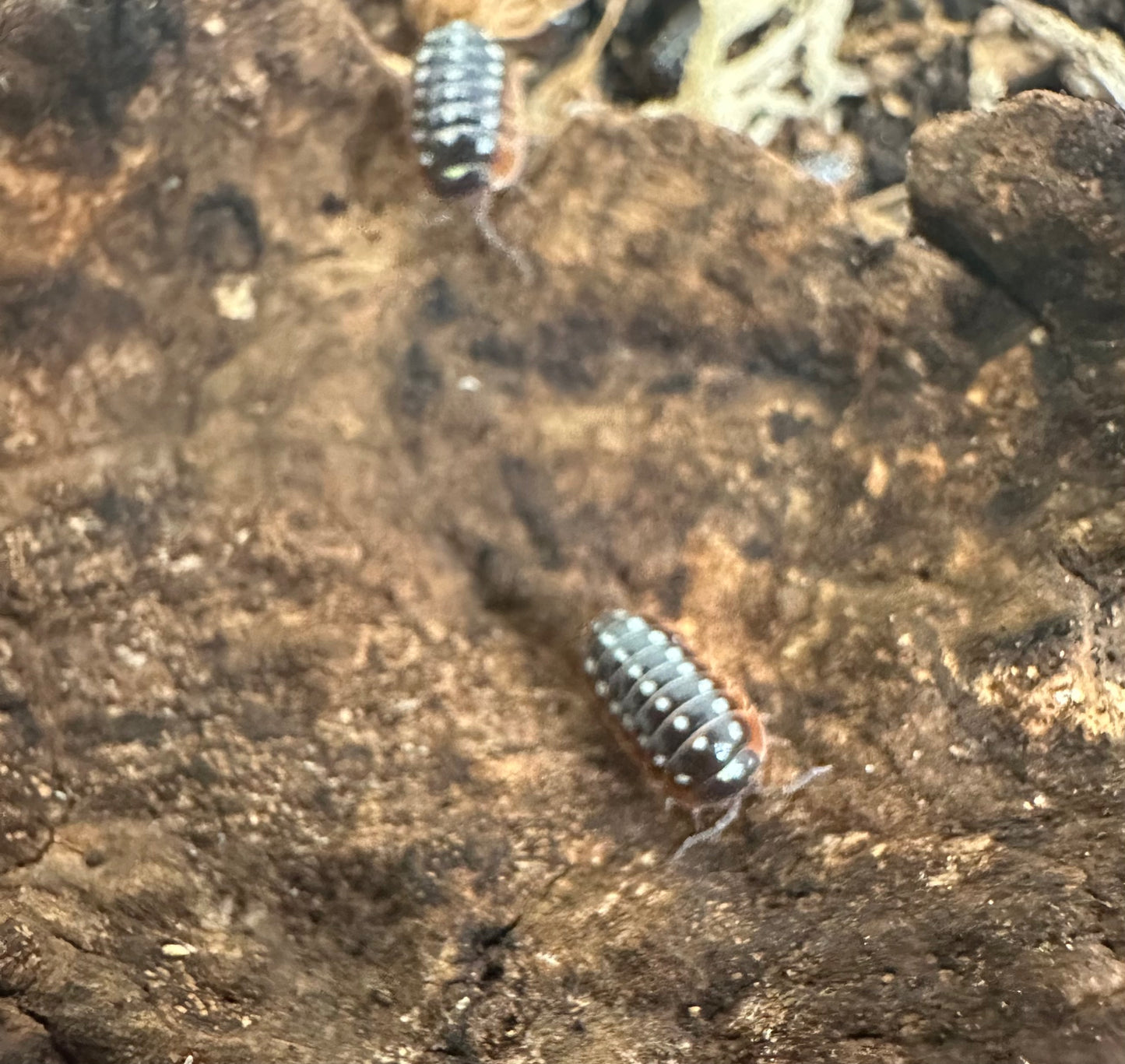 ISOPOD ARMADILLIDIUM KLUGII "MONTENEGRO or CLOWN” (10 COUNT)