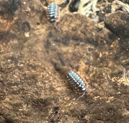 ISOPOD ARMADILLIDIUM KLUGII "MONTENEGRO or CLOWN” (10 COUNT)