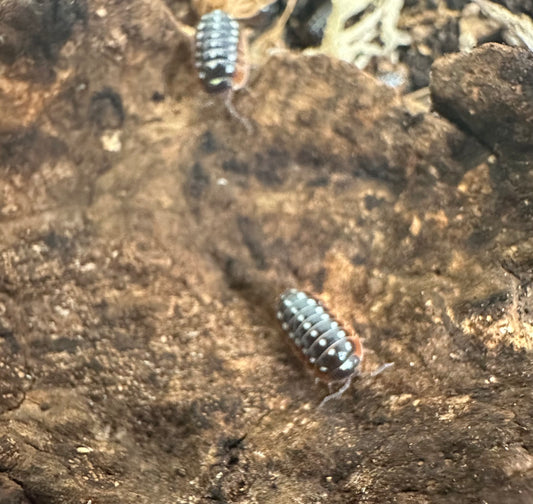 ISOPOD ARMADILLIDIUM KLUGII "MONTENEGRO or CLOWN” (10 COUNT)