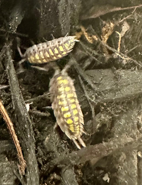 ISOPOD PORCELLIO HASSI "HIGH YELLOW" (5 PACK)