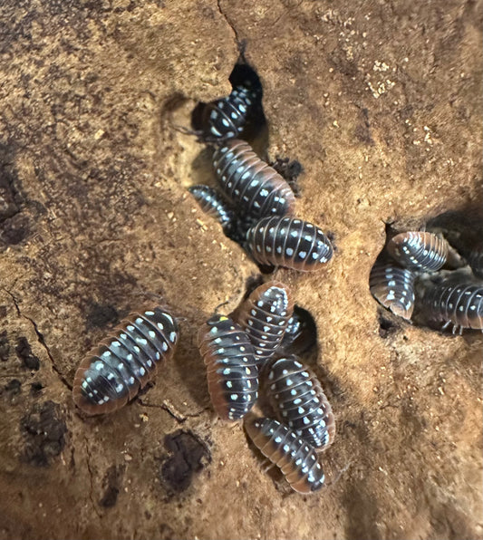ISOPOD ARMADILLIDIUM KLUGII "MONTENEGRO or CLOWN” (10 COUNT)