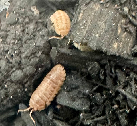 ISOPOD ARMADILLIDIUM NASATUM "PEACH/GEORGIA PEACH" (10 COUNT)