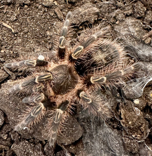 TARANTULA, GRAMMOSTOLA PULCHRIPES "CHACO GOLDEN KNEE" (0.25")