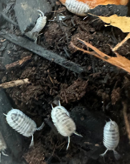ISOPOD NESODILLO ARCANGELII "SHIRO UTSURI" (10 COUNT)