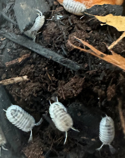 ISOPOD NESODILLO ARCANGELII "SHIRO UTSURI" (6 COUNT)