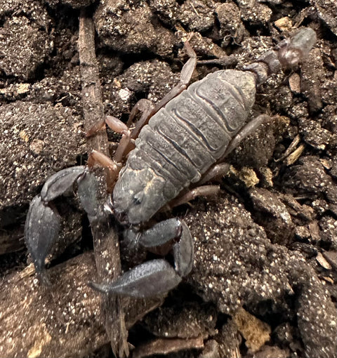 SCORPION, THAILAND FLAT ROCK SCORPIOPS KAUTII  (1")