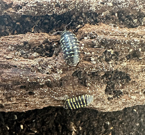 ISOPOD ARMADILLIDIUM MACULATUM "YELLOW ZEBRA" (15 COUNT)