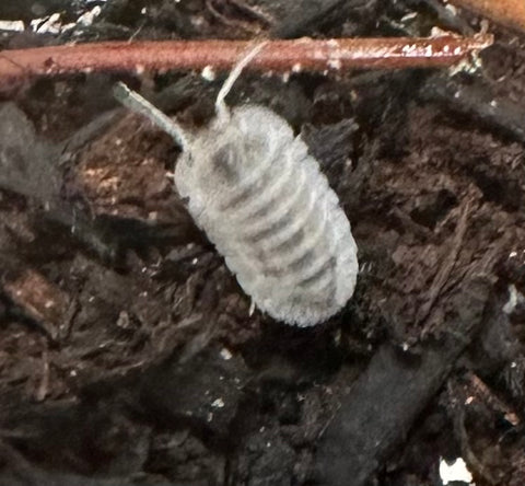 ISOPOD NESODILLO ARCANGELII "SHIRO UTSURI" (6 COUNT)