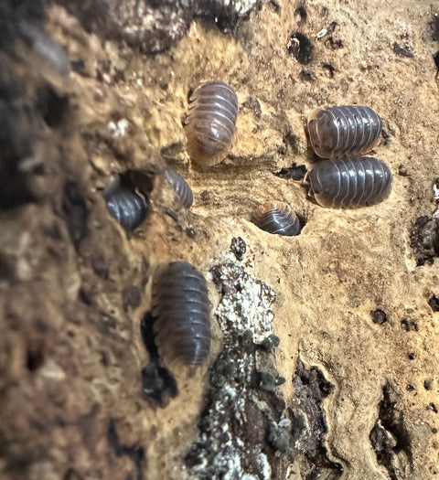 ISOPOD CUBARIS SP. "MIYAKO" (10 COUNT)