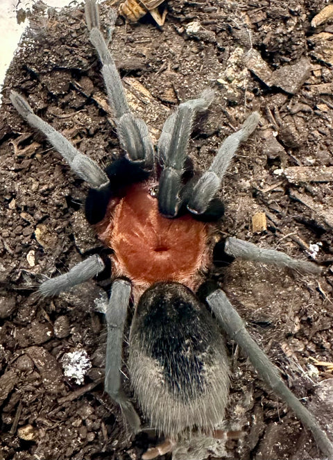 TARANTULA, BUMBA CABOCLA HORRIDA "BRAZILIAN RED HEAD" (3" FEMALE)