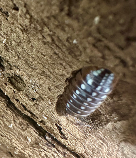 ISOPOD ARMADILLIDIUM KLUGII "SLANO" (15 COUNT)