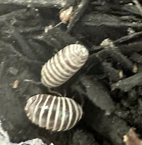 ISOPOD ARMADILLIDIUM MACULATUM "CHOCOLATE ZEBRA" (10 COUNT)