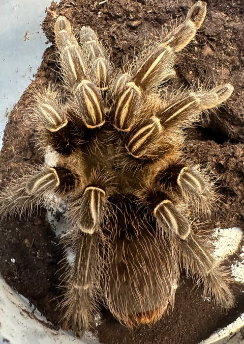 TARANTULA, APHONOPELMA SEEMANNI "COSTA RICAN ZEBRA STRIPE KNEE" (4-6")