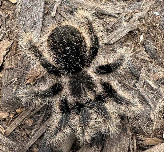 TARANTULA, TLILTOCATL ALBOPILIOSUS "NICARAGUA CURLY HAIR" (4-5")
