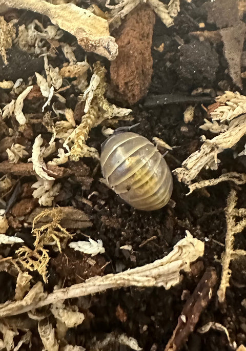 ISOPOD ARMADILLIDIUM BADIUM "CASTLEDACCIA" (15 COUNT)