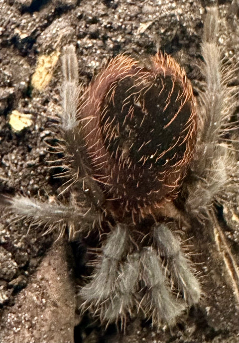 TARANTULA,TLILTOCATL VAGANS "MEXICAN RED RUMP"