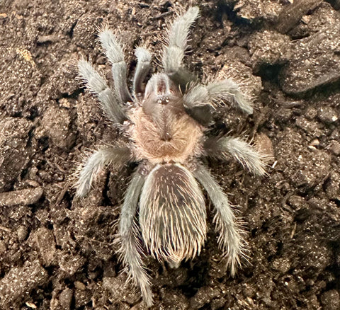 TARANTULA, TLILTOCATL VERDEZI "MEXICAN ROSE GREY "