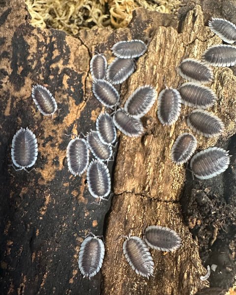 ISOPOD PORCELLIO WERNERI "GREEK SHIELD" (10 COUNT)